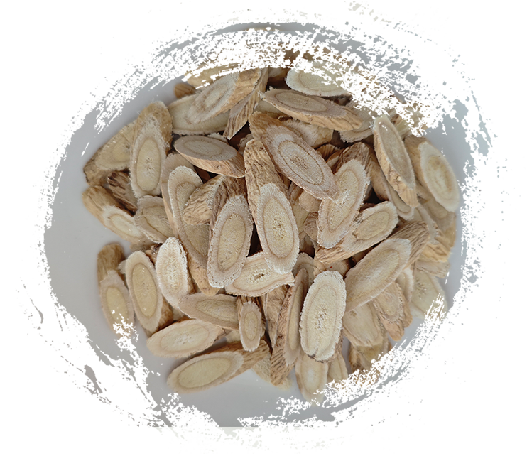 Astragalus membranaceust (utilizado en TCM)