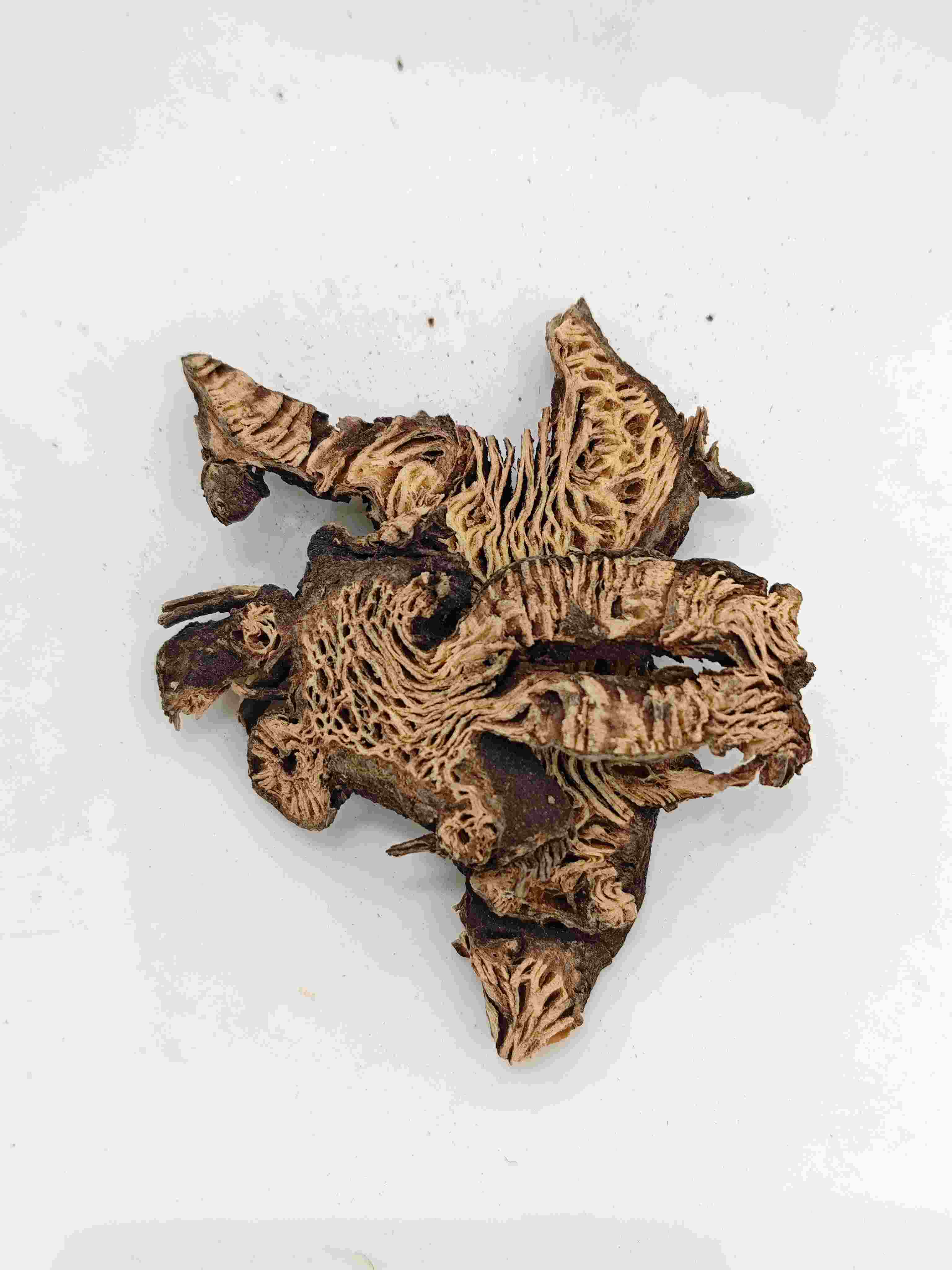 Rizoma de Cimicifuga (Shengma)