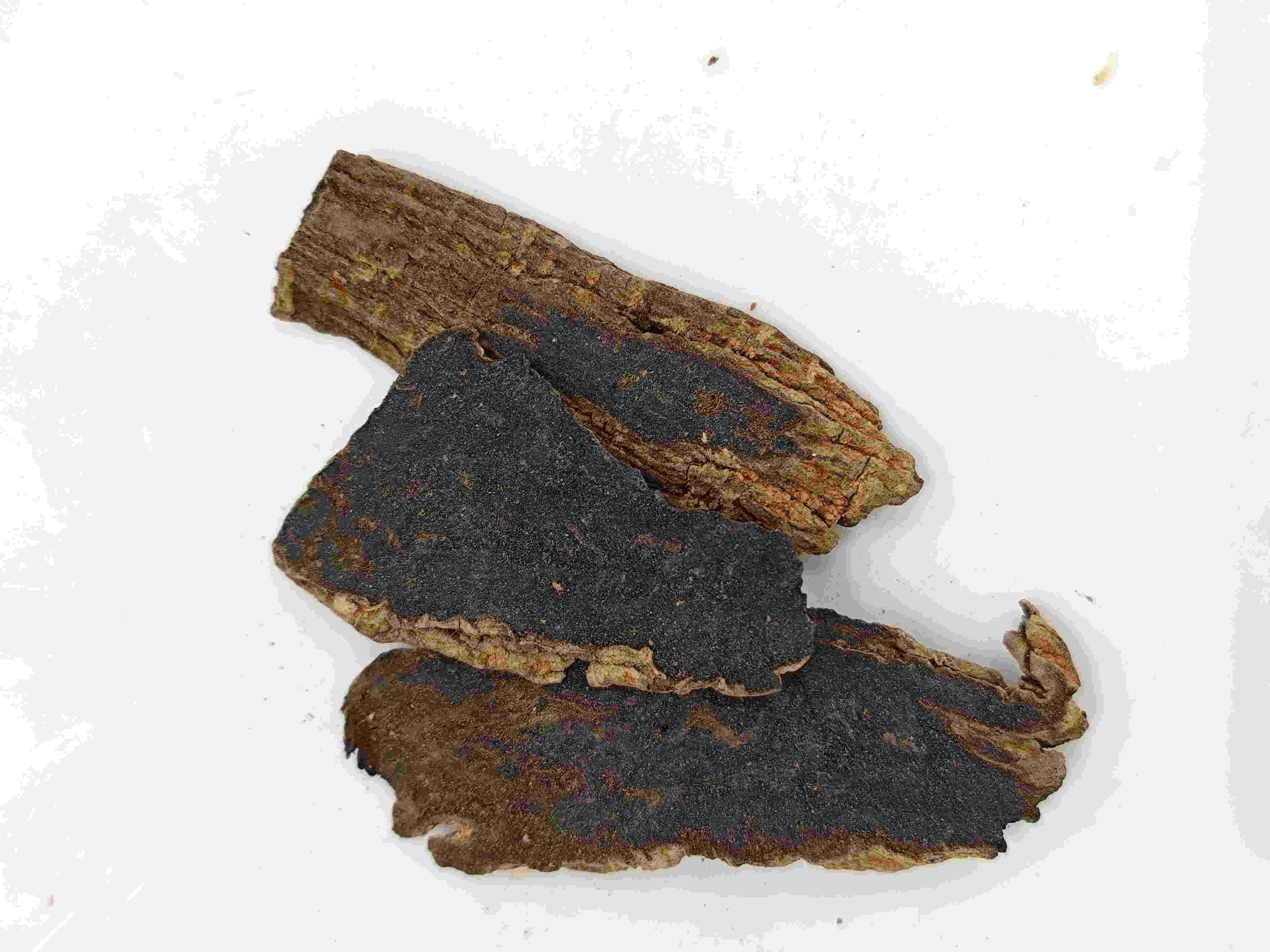 Raíz de Scrophularia (Xuanshen)