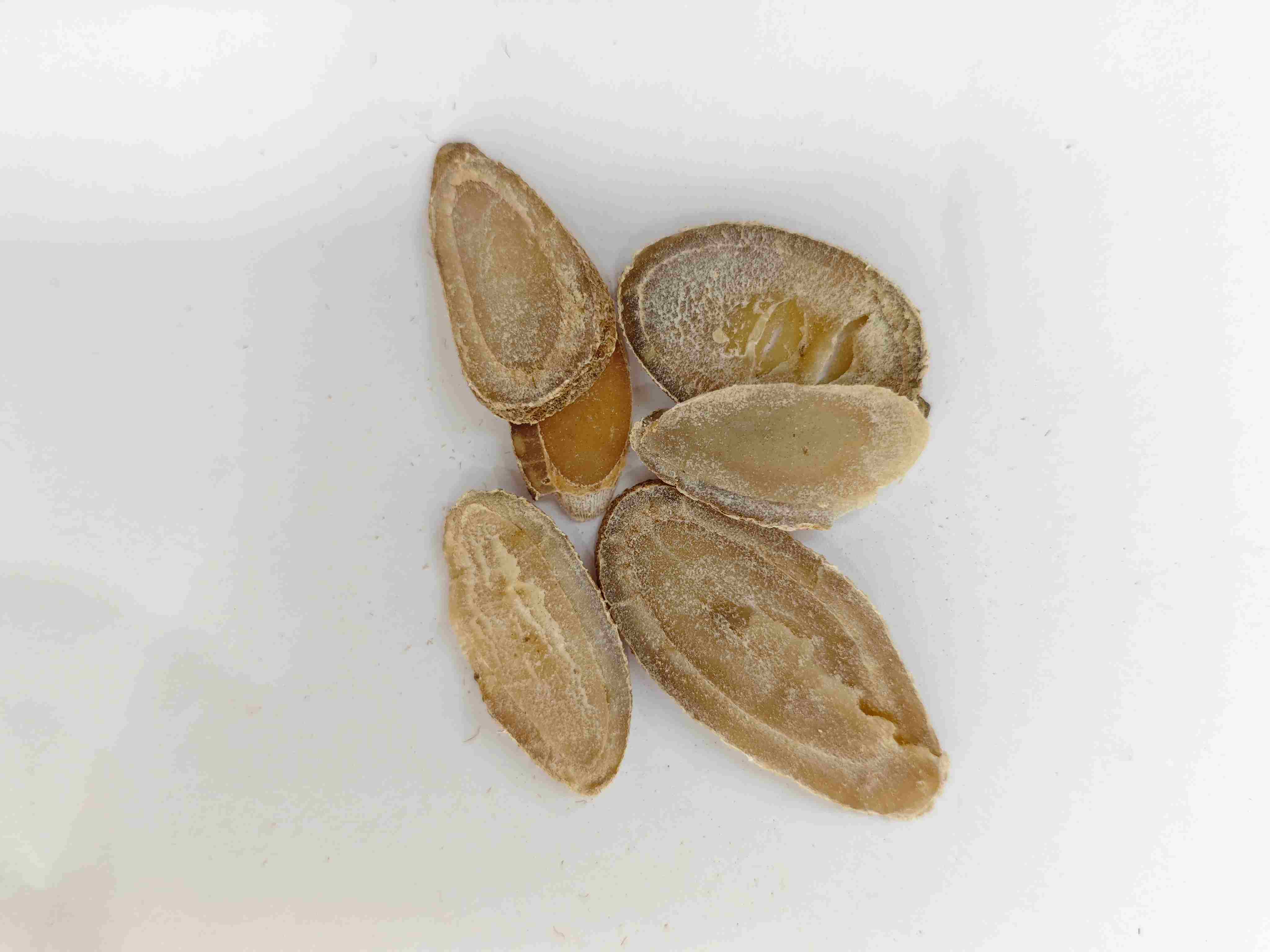 Rizoma de la cúrcuma (Yujin)