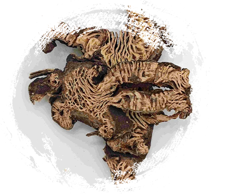 Rizoma de Cimicifuga (Shengma)