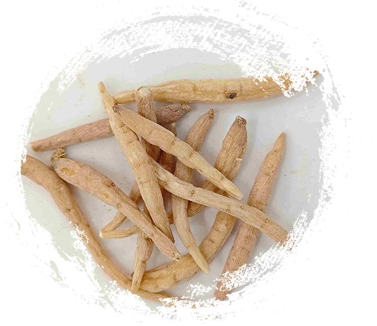 Pseudostelaria heterophylla (Taizishen)