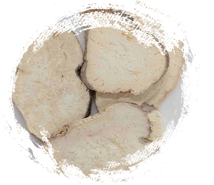 Raíz de Trichosanthes (Tianhuafen)