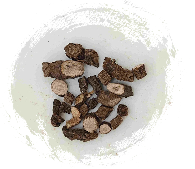 Rizoma curculigo (Xianmao)