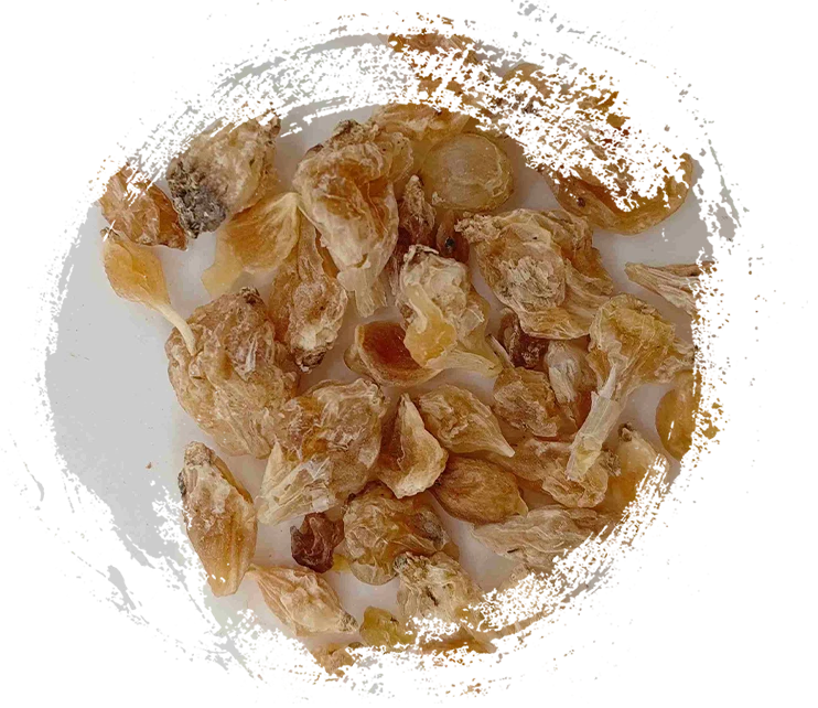 Allium tuber (xiebai)