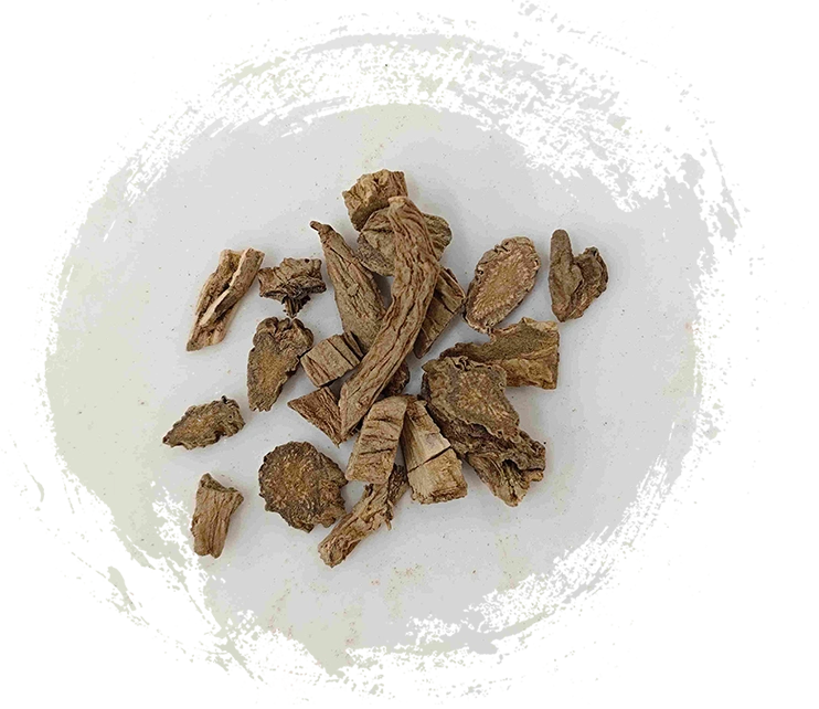 Drynaria Rizome (Xuduan)