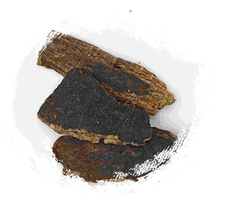 Raíz de Scrophularia (Xuanshen)