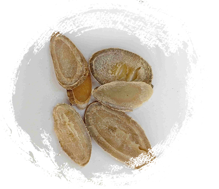 Rizoma de la cúrcuma (Yujin)