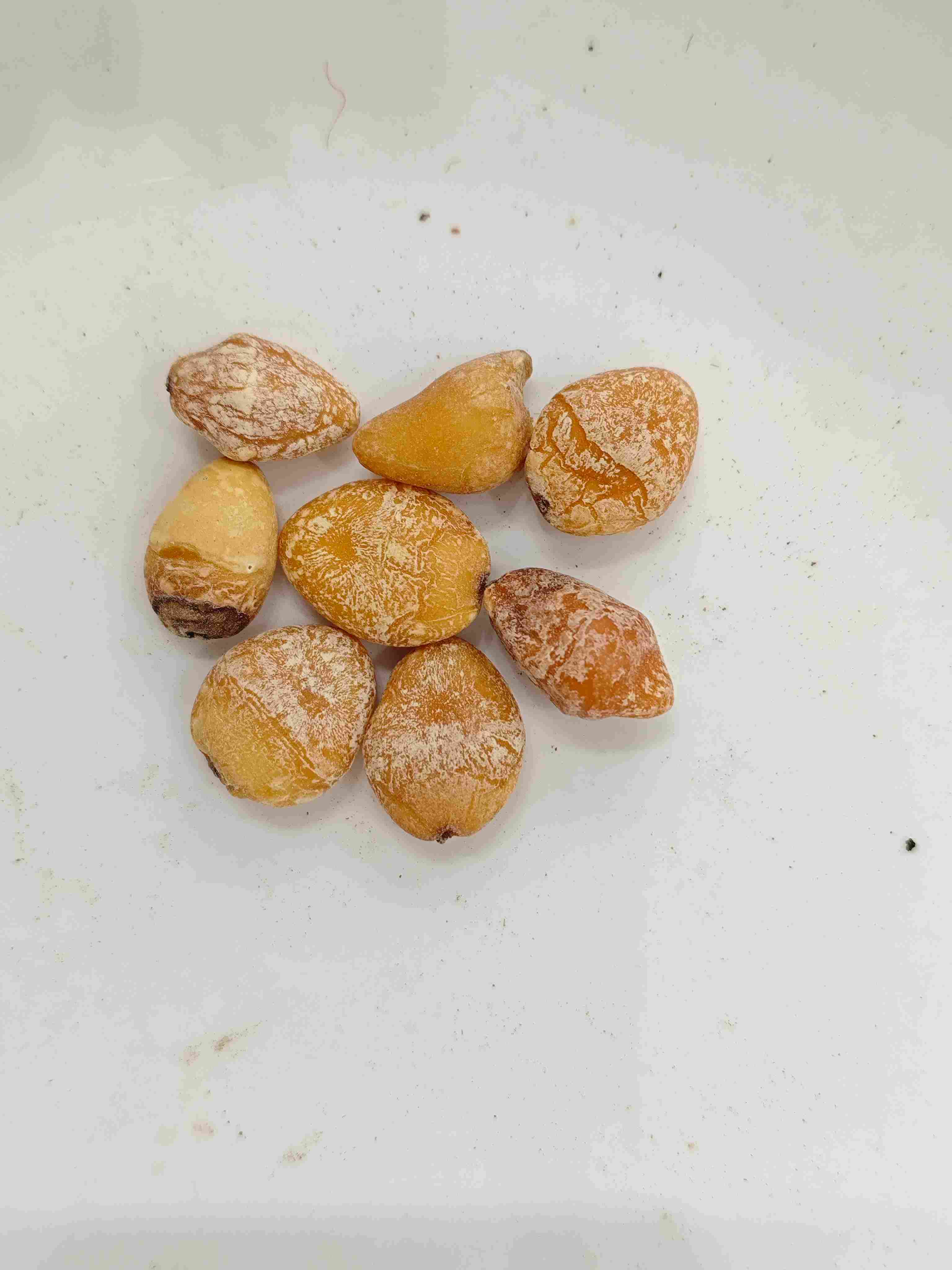 Ginkgo Seed (Bai Guo Ren)