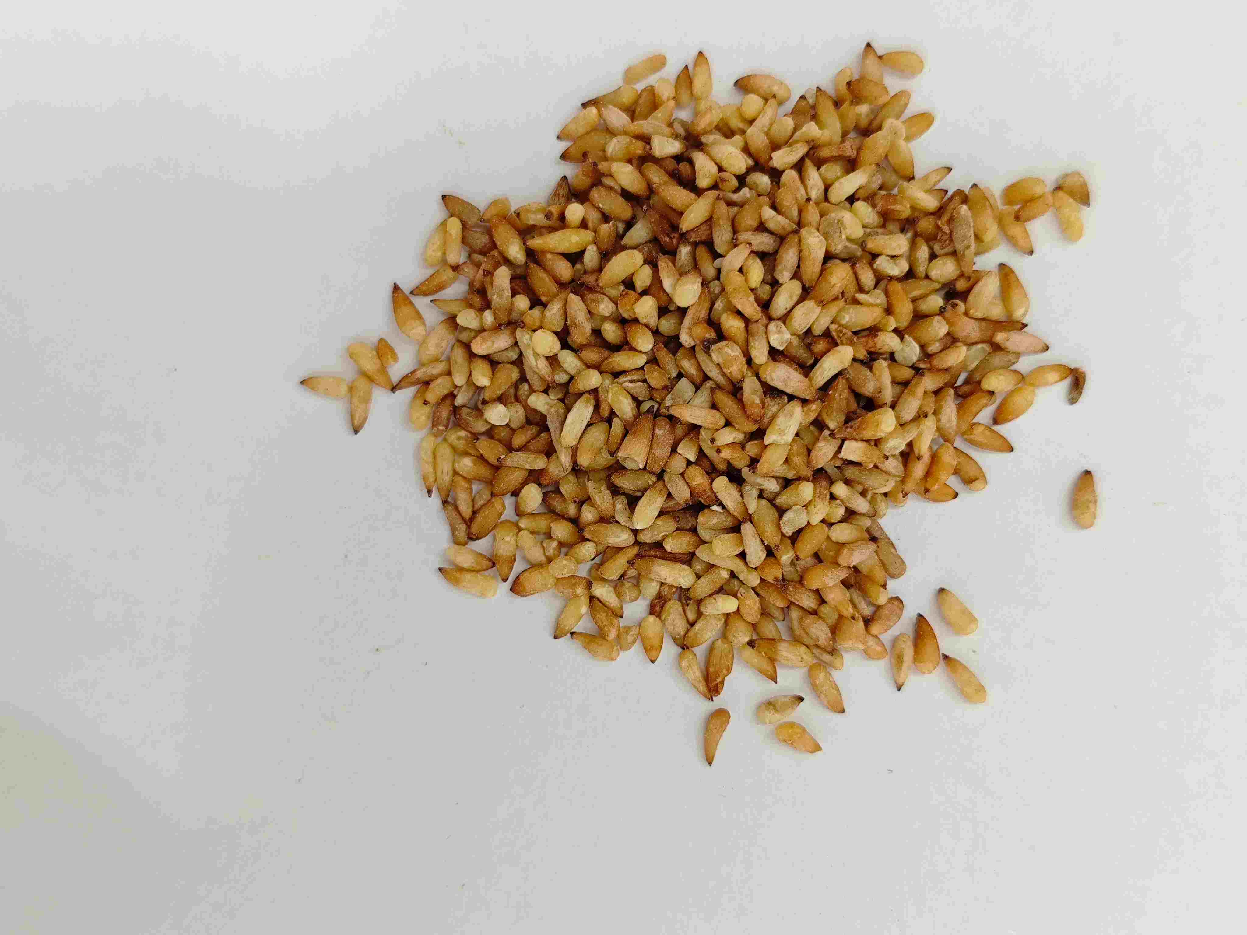 Semilla de arborvitae china (bǎi zǐ rén)