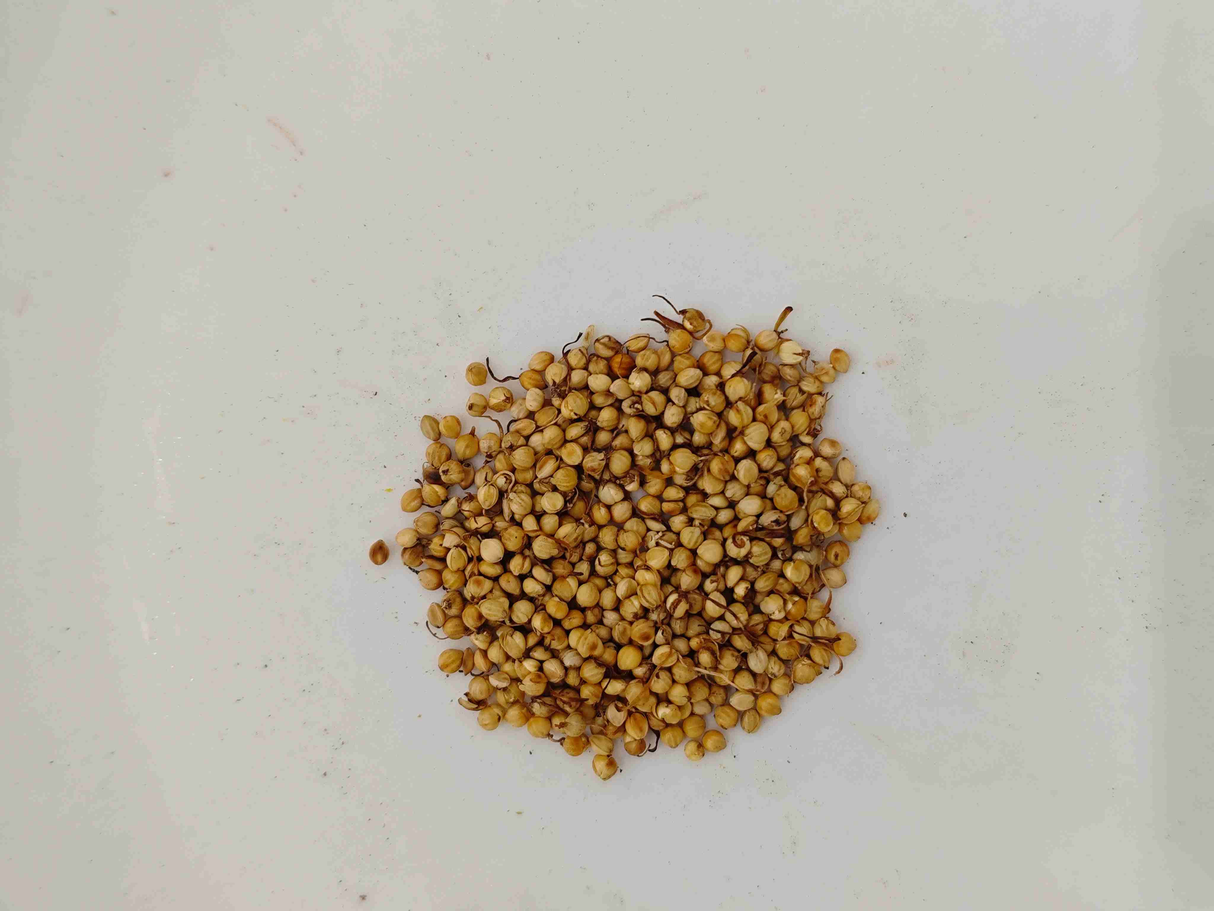 Brote de arroz asado (Chǎo gǔ y&aacute;)