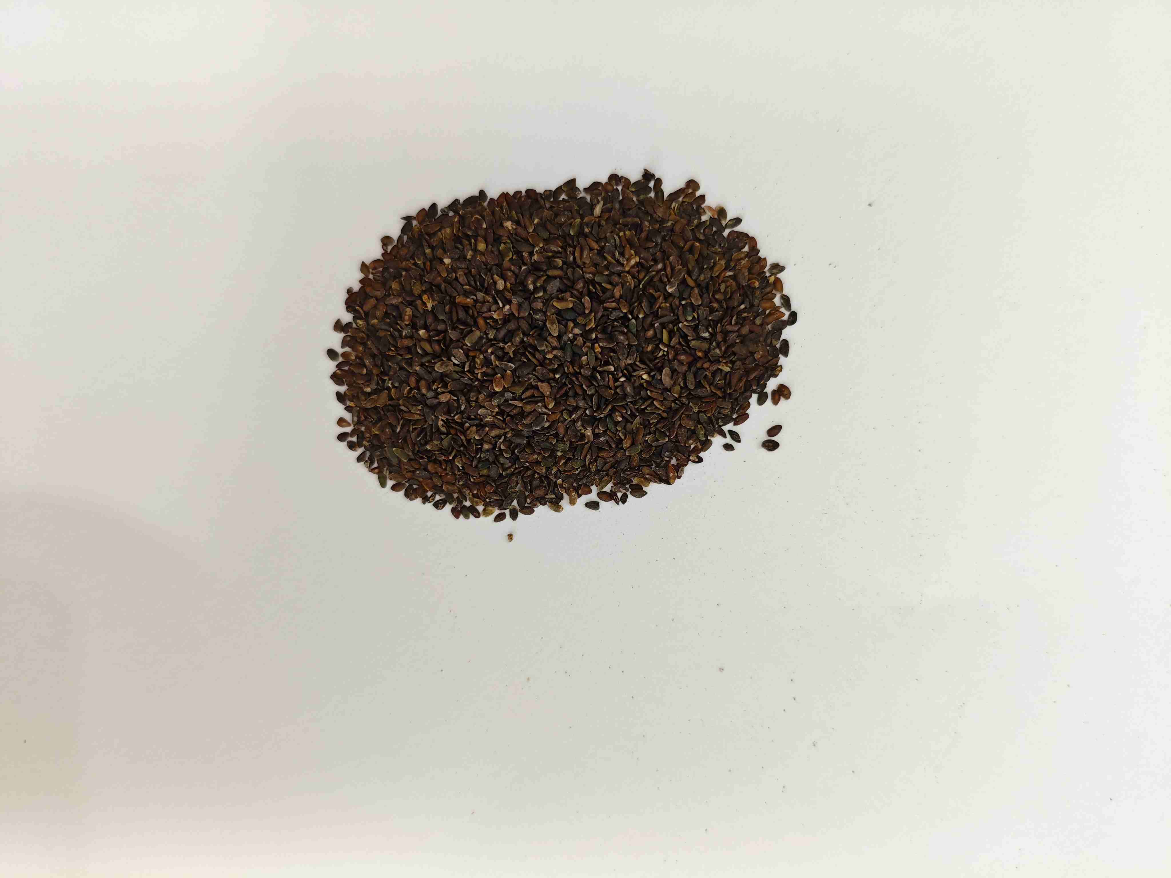 Semilla de pl&aacute;tano (Cheqianzi)