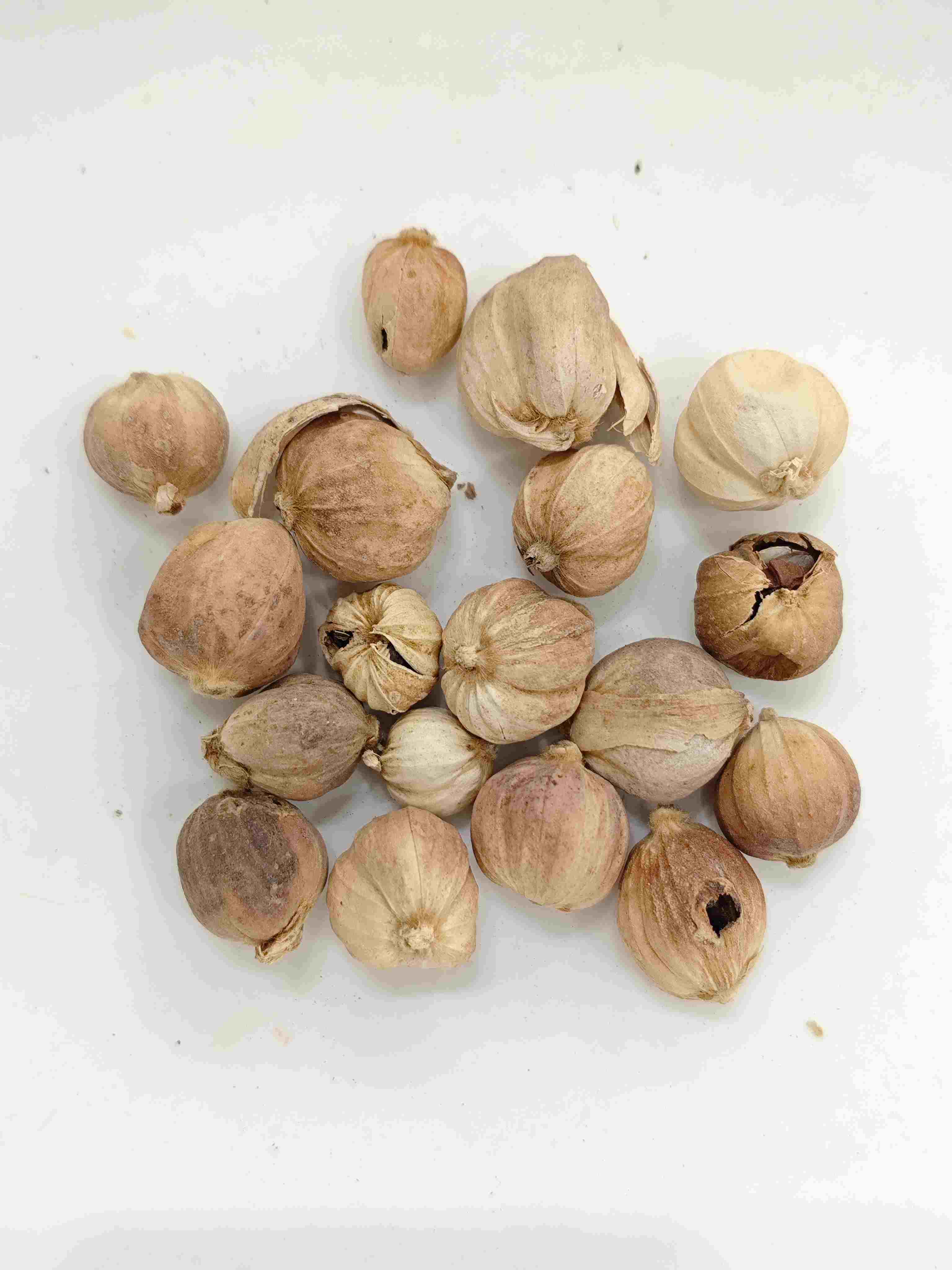 Cardamomo (dòukòu)
