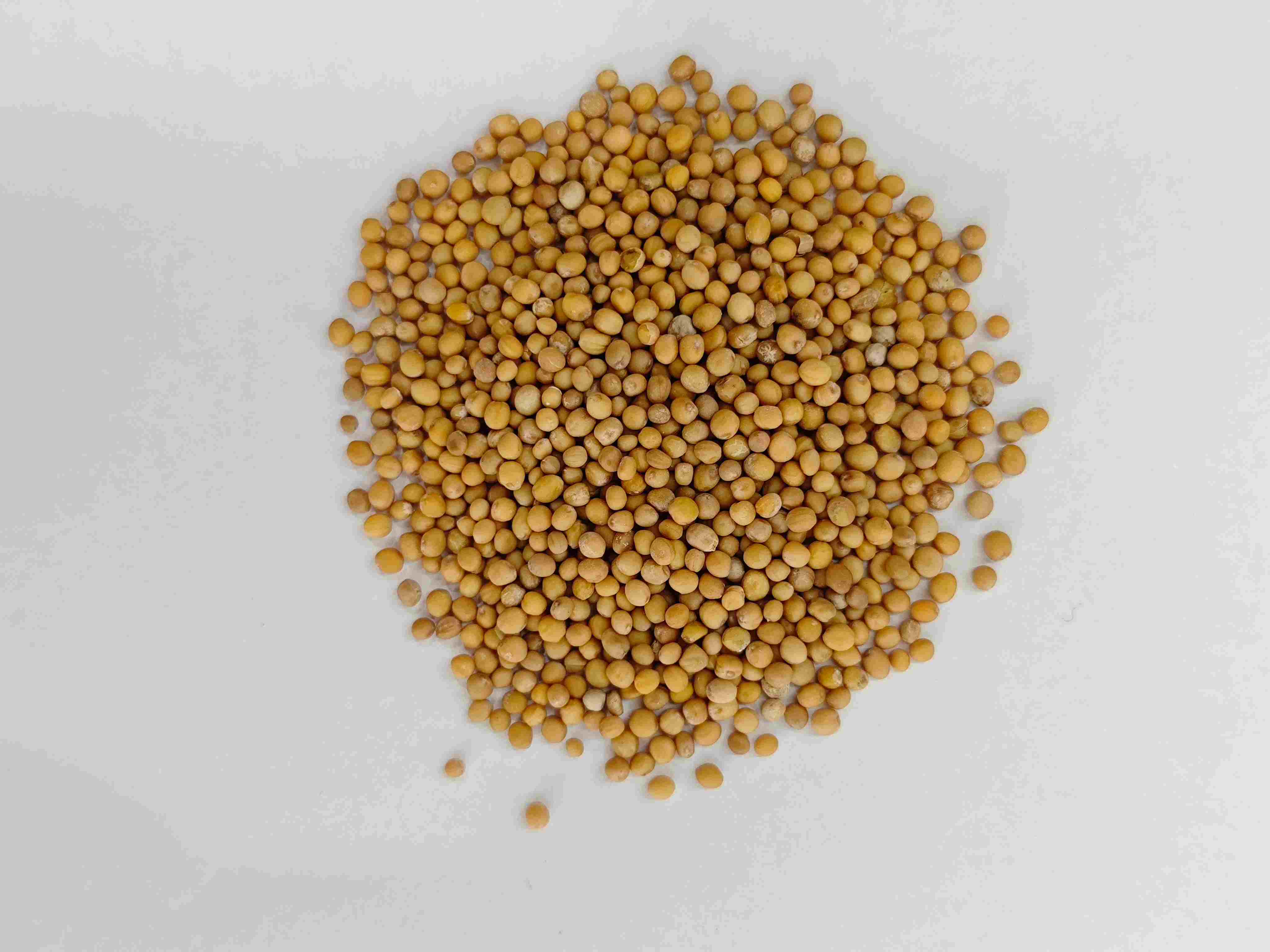 Semilla de mostaza (jièzǐ)