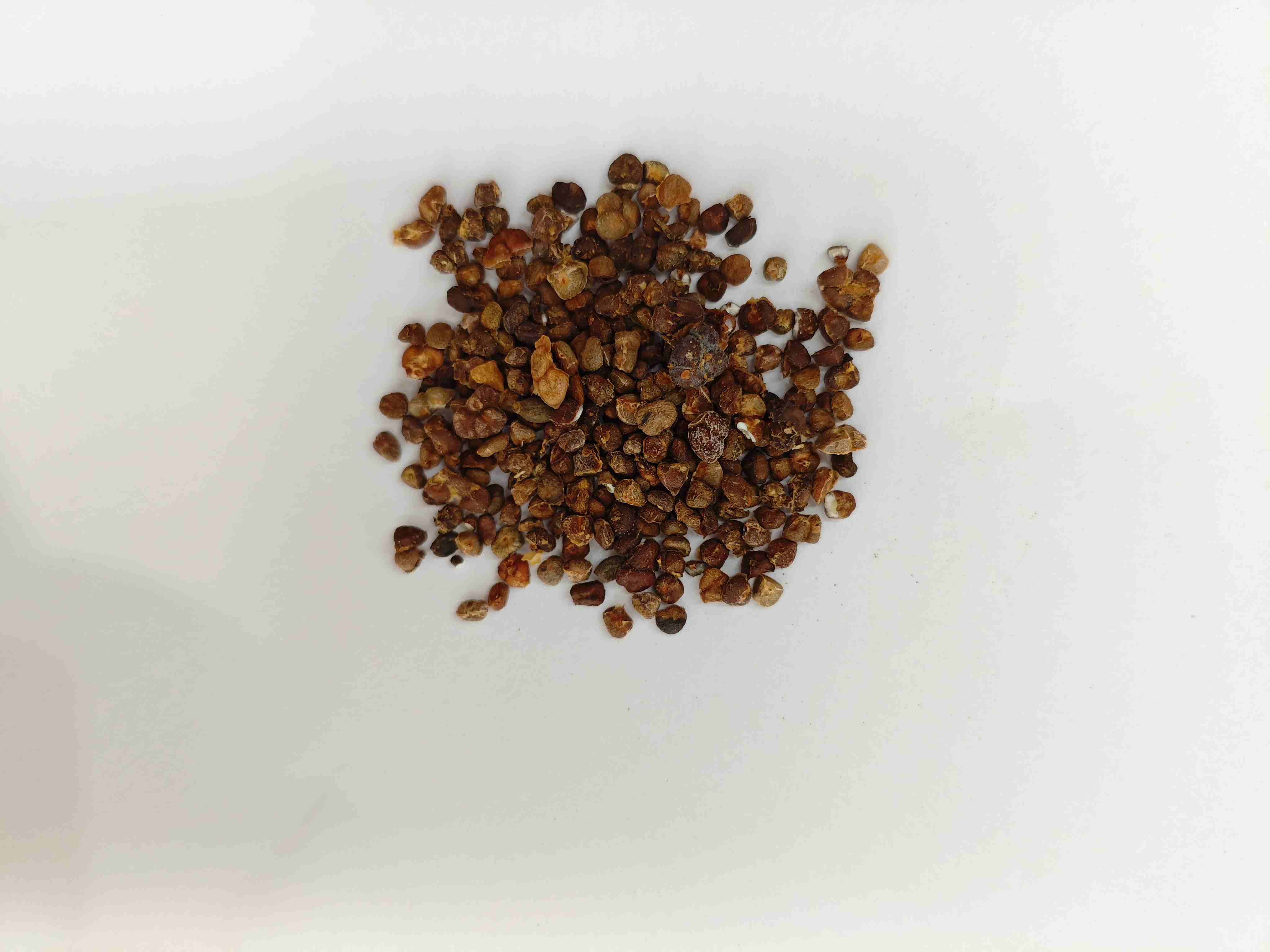 Jengibre chino Lily (Yìzhì)