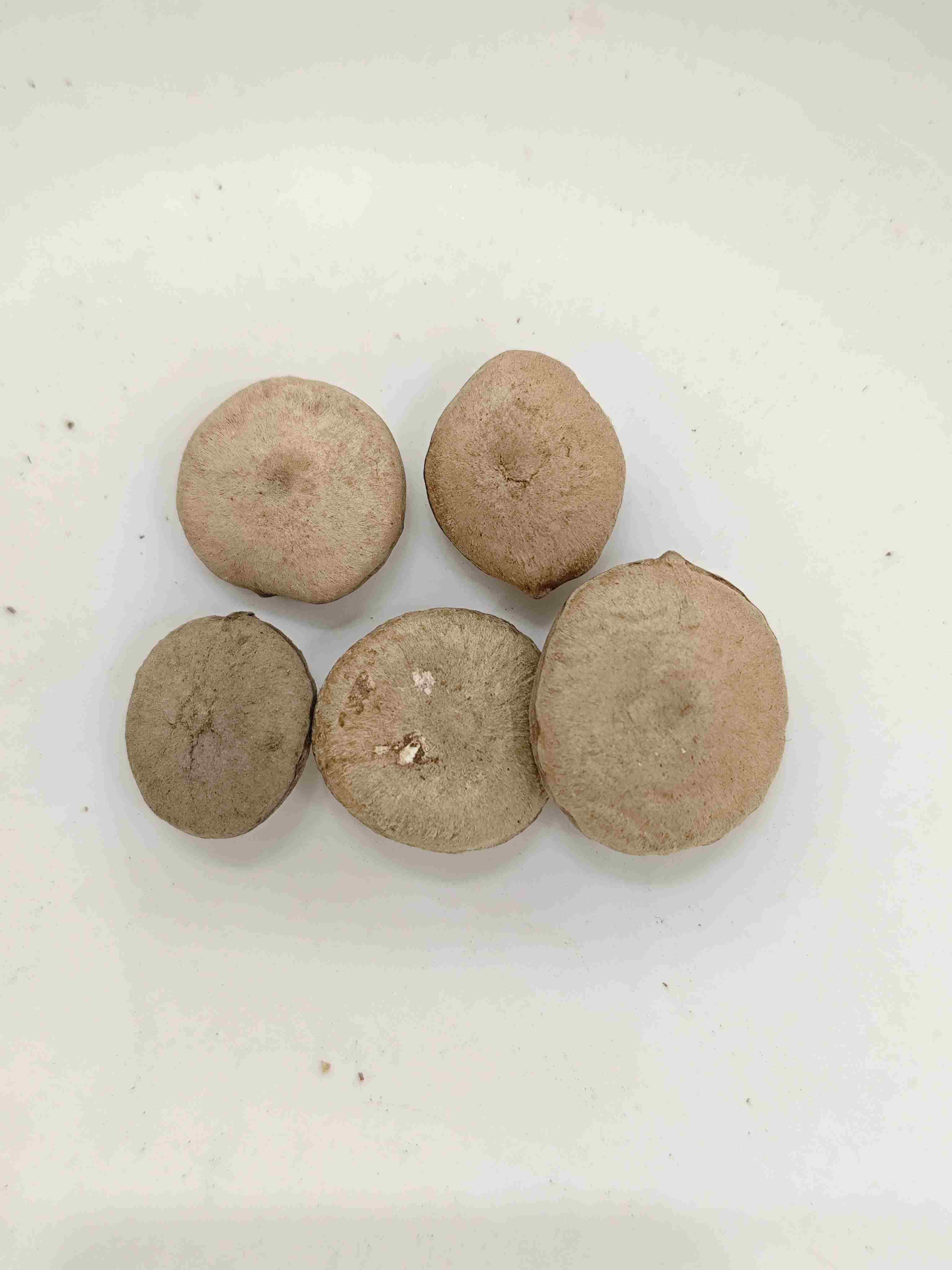 Semilla de estrictos procesada (Zhì Mǎqiánzǐ)