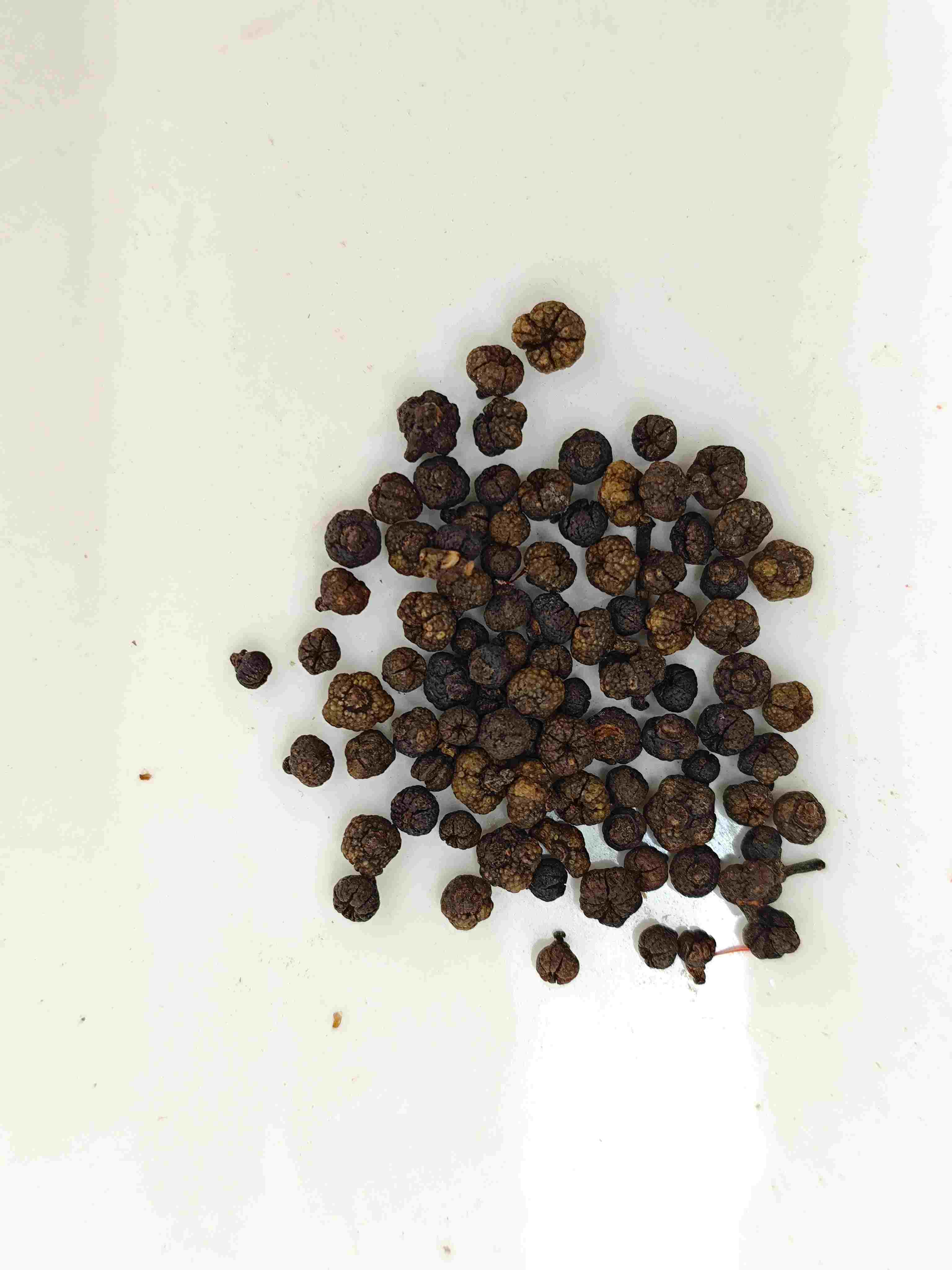 Fruit de Evodia procesado (Zhì Wúzhūyú)