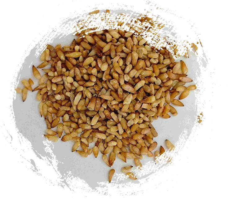 Semilla de arborvitae china (bǎi zǐ rén)