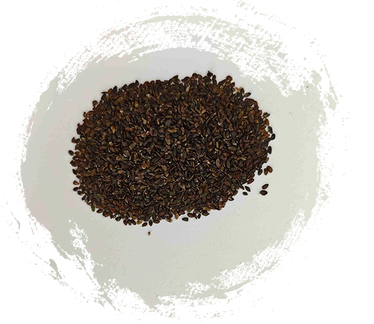 Semilla de plátano (Cheqianzi)