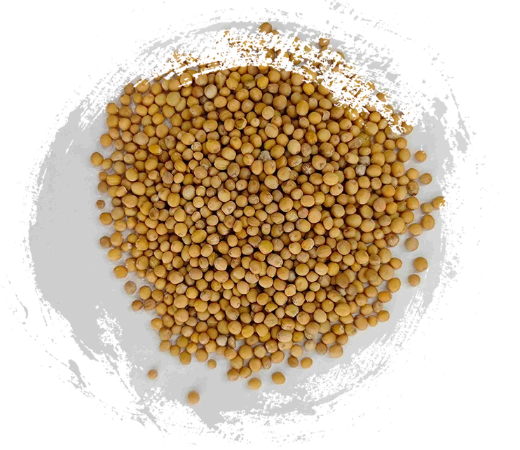 Semilla de mostaza (jièzǐ)