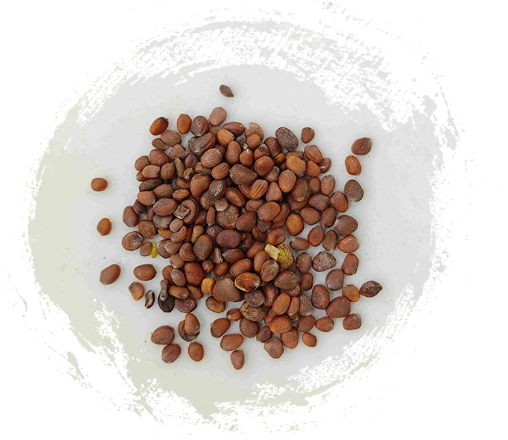 Semilla de rábano (làifúzǐ)