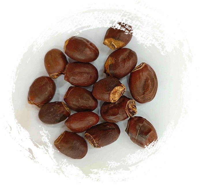 Semilla de lichi (lìzhī hé)