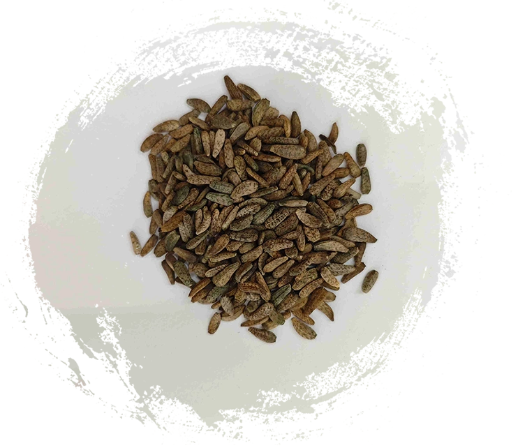 Semilla de Lappa Arctium (Niúbàngzǐ)