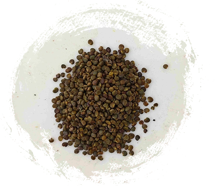 Semilla de Astragalus (shāyuànzǐ)