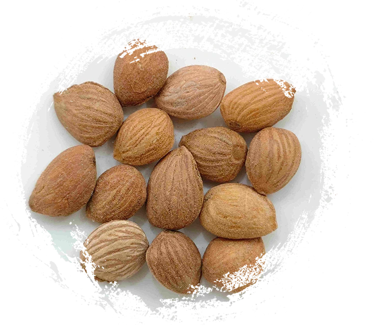 Núcleo de durazno (Táorén)