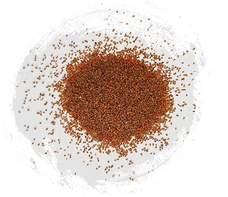 Coltsfoot Semilla (Tímglìzǐ)