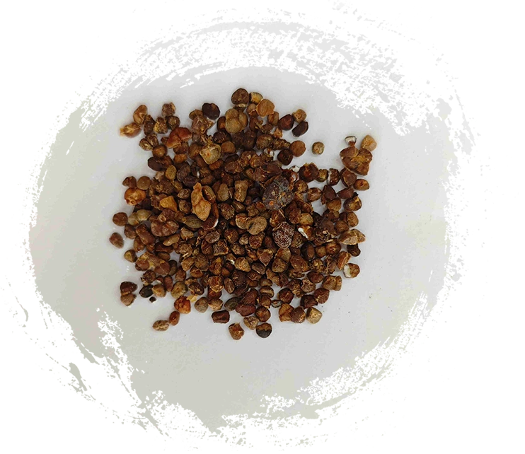 Jengibre chino Lily (Yìzhì)