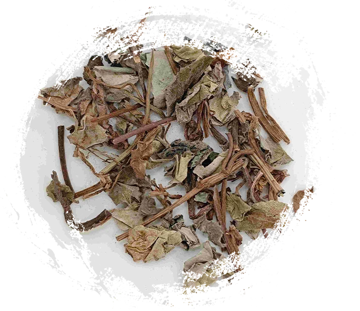 Plantas en la Medicina Tradicional China: Propiedades únicas y sus aplicaciones terapéuticas