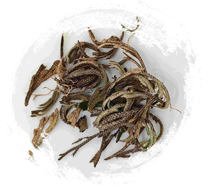 Helecho real (Juǎn bǎi)