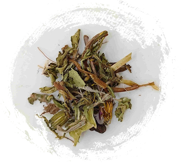 Dandelion (Púgōngyīng)