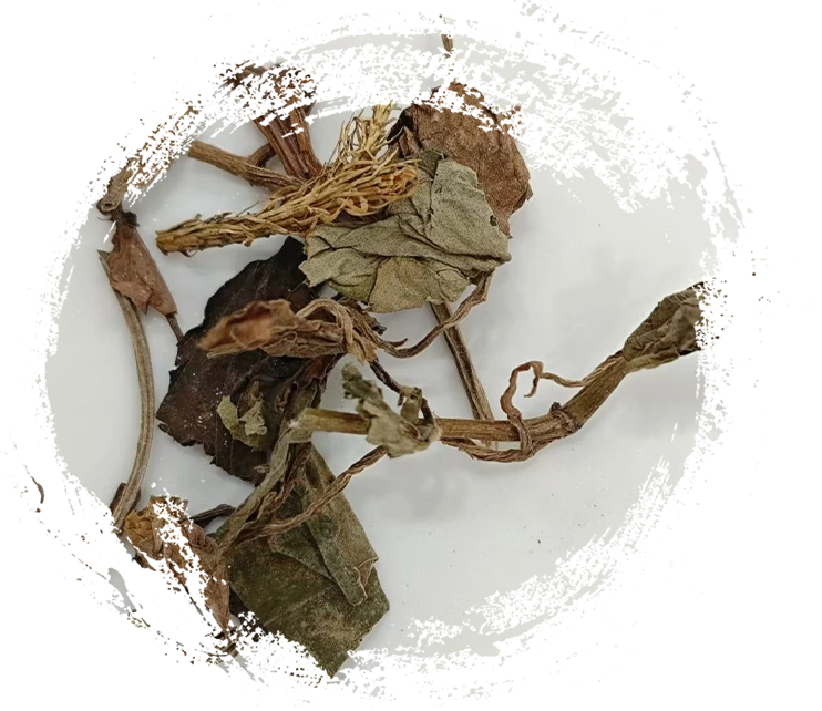 Las características clave de las plantas medicinales tradicionales chinas