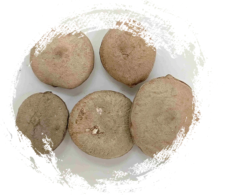 Análisis de la medicina tradicional china a base de plantas: Cómo diferenciar rizomas, semillas, flores y algas