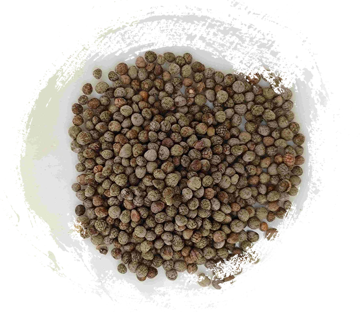 Semilla perilla (zǐsūzǐ)