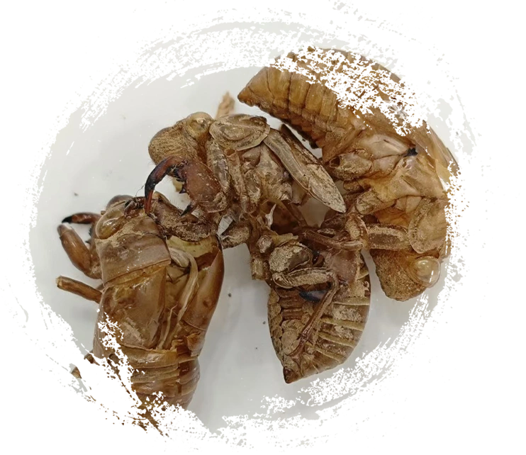 Cicada Slough (Chánntuì)
