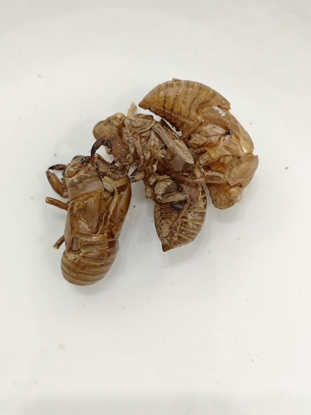 Cicada Slough (Chánntuì)