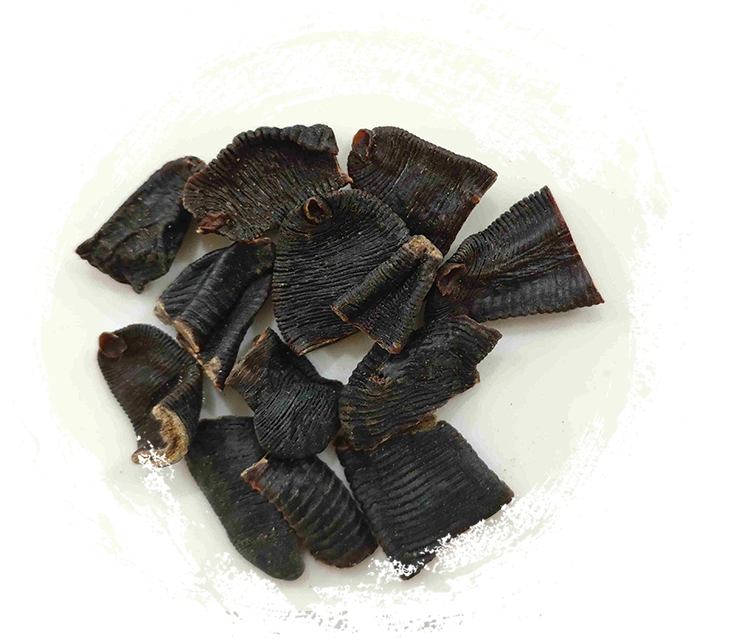 Sanguijuela (shuǐzhì)