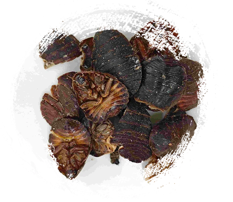 Beetle molido (tǔbiēchóng)