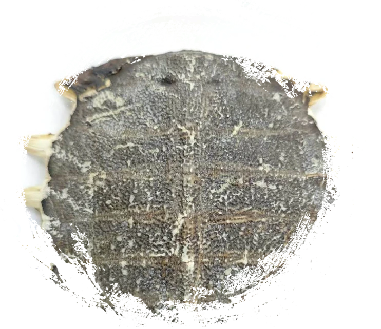 Tortuga Softshell Plastron (Biējiǎ)