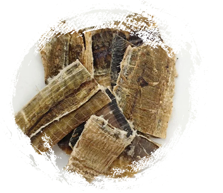 Lombriz de tierra (dìlóng)