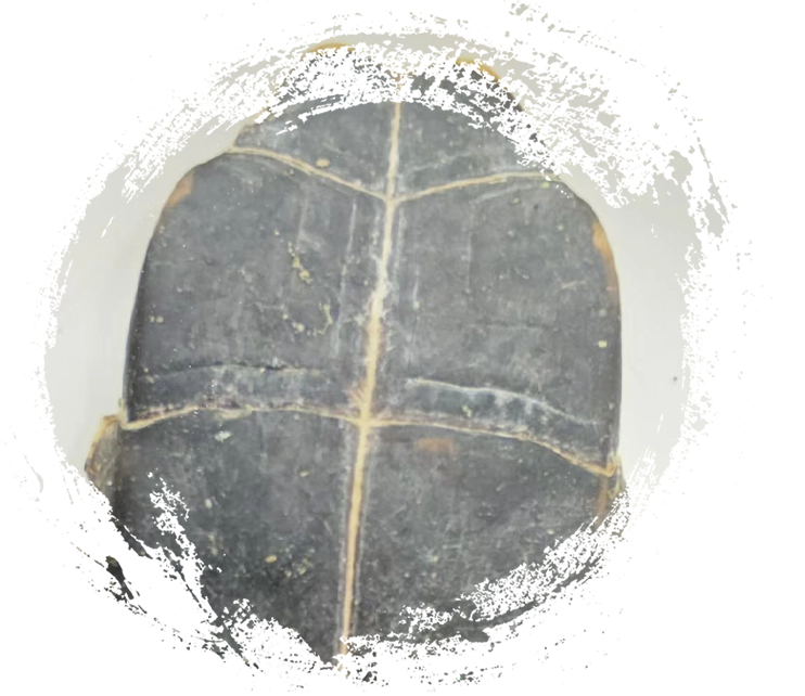 Shell de tortuga (Guījiǎ)