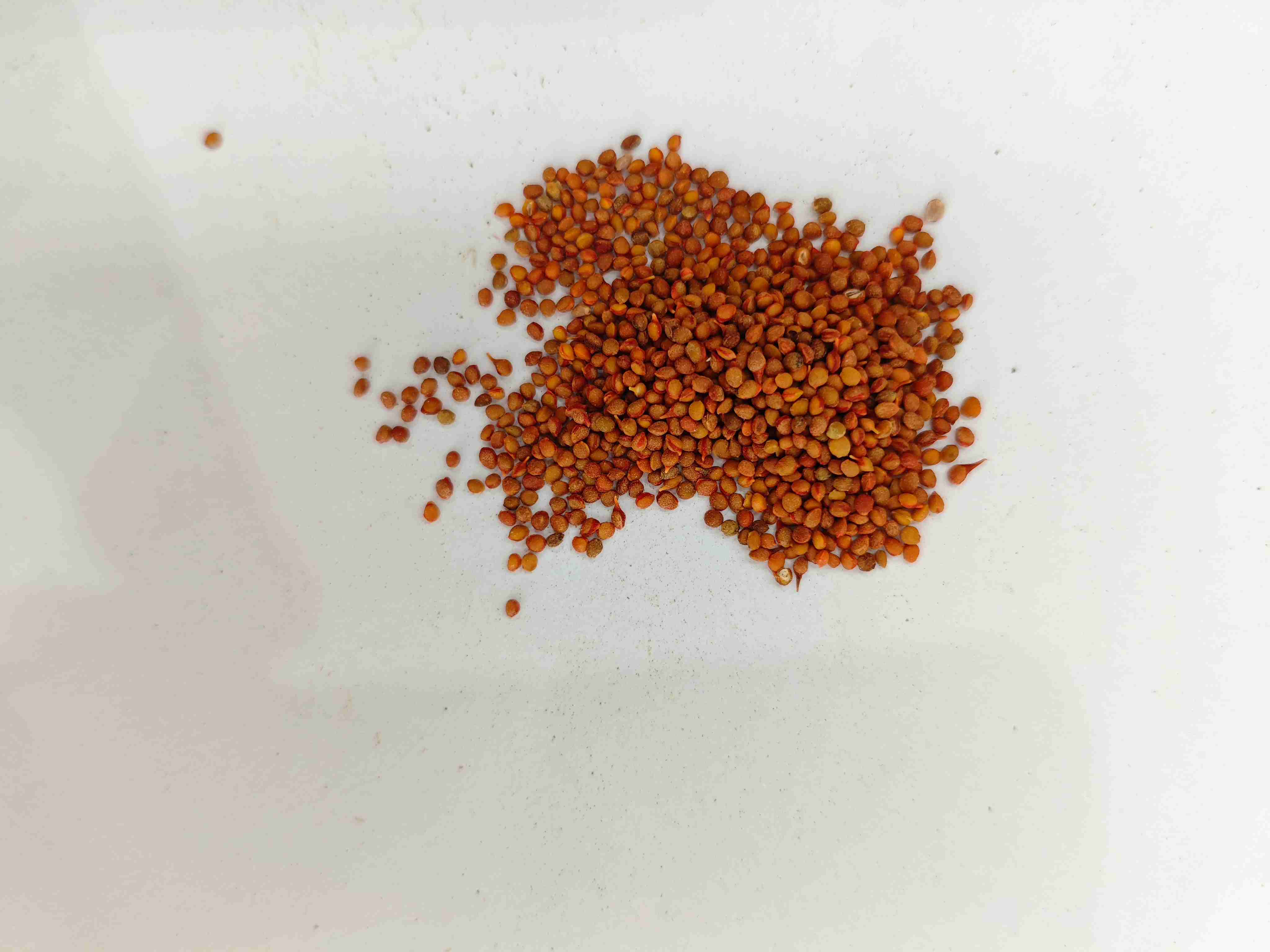 Paper Mulberry Fruit (Chǔshízǐ)