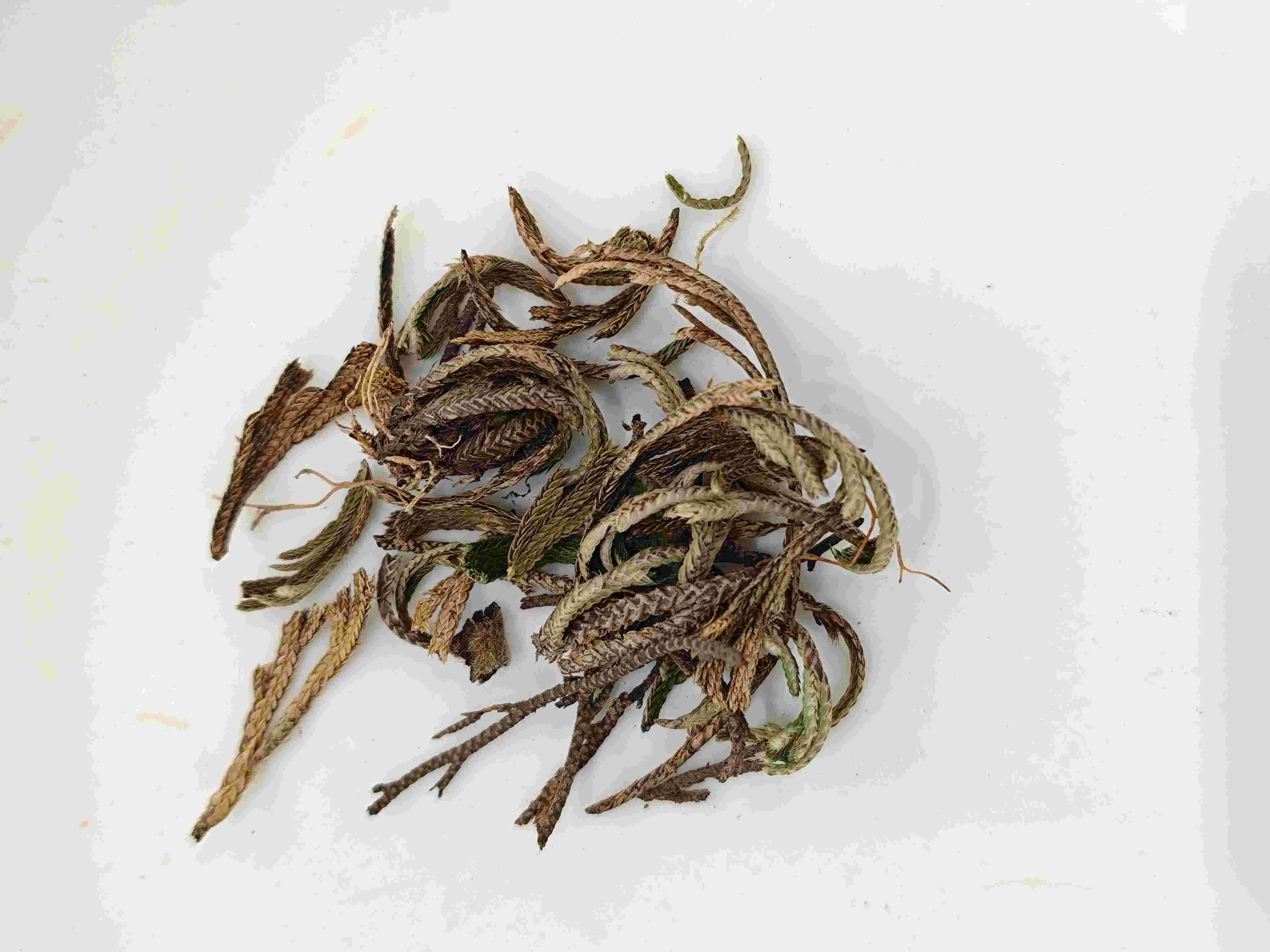 Helecho real (Juǎn bǎi)