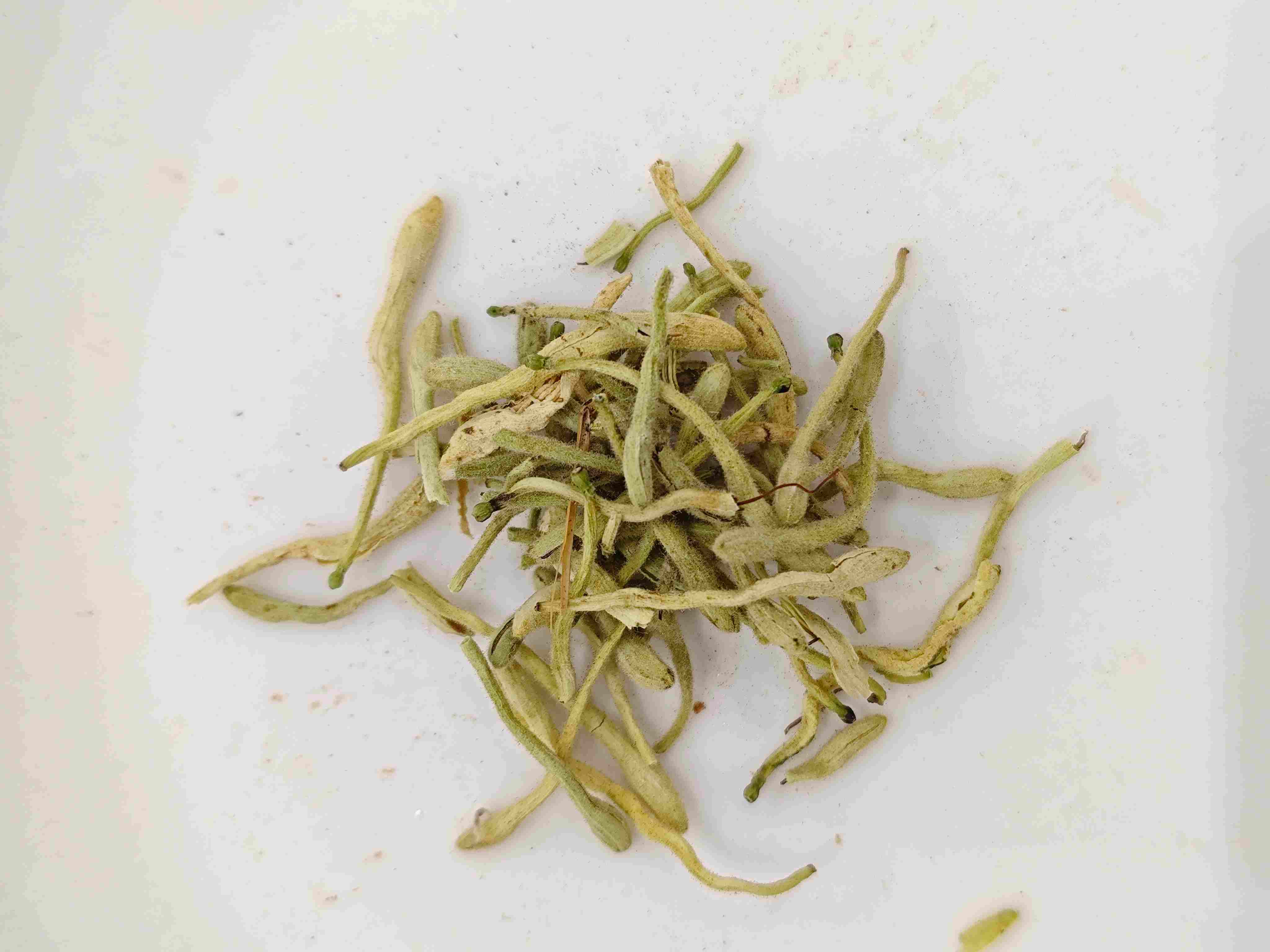 Flor de la madreselva (jīnyínhuā)