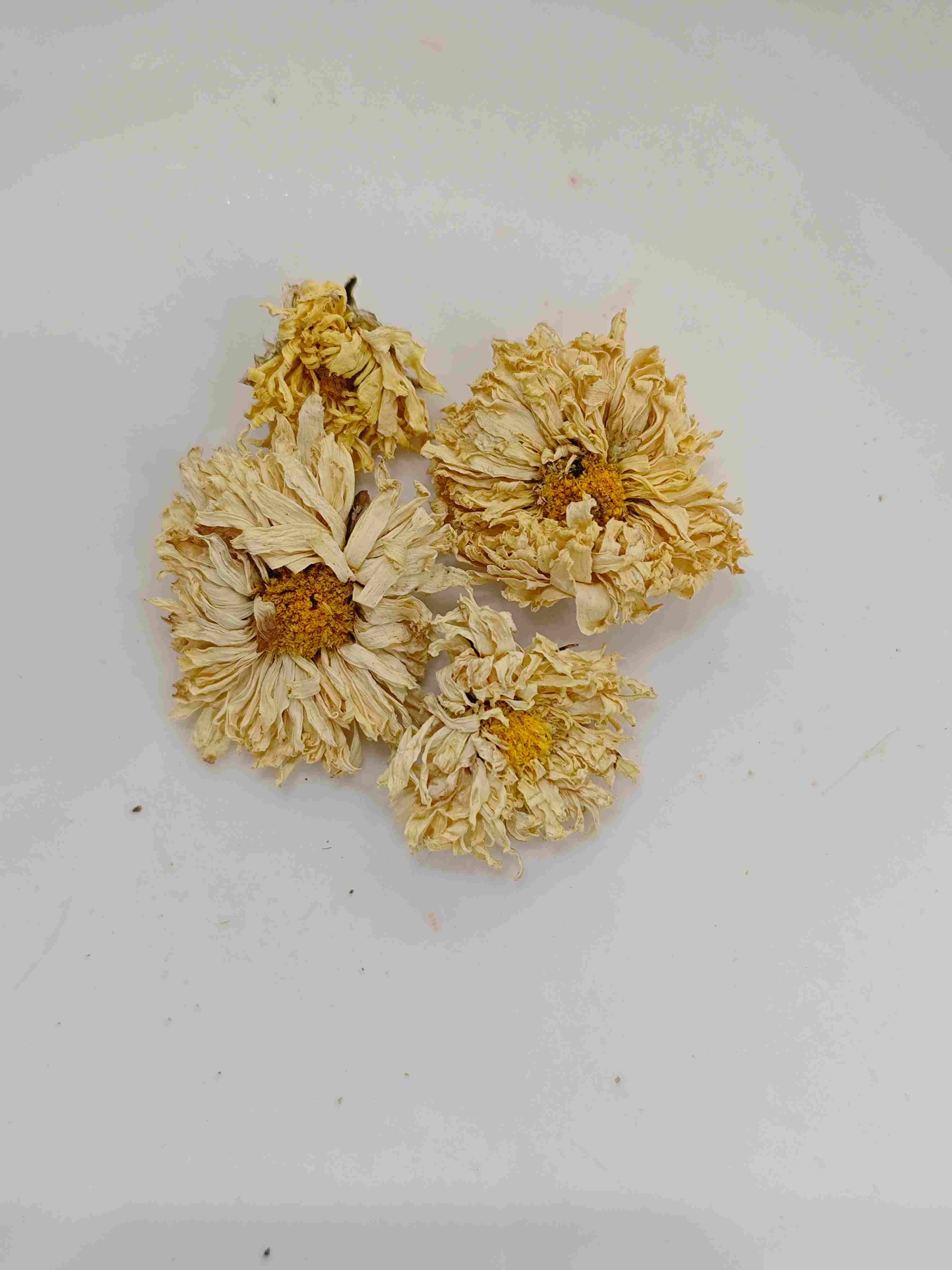 Flor de crisantemo (júhuā)