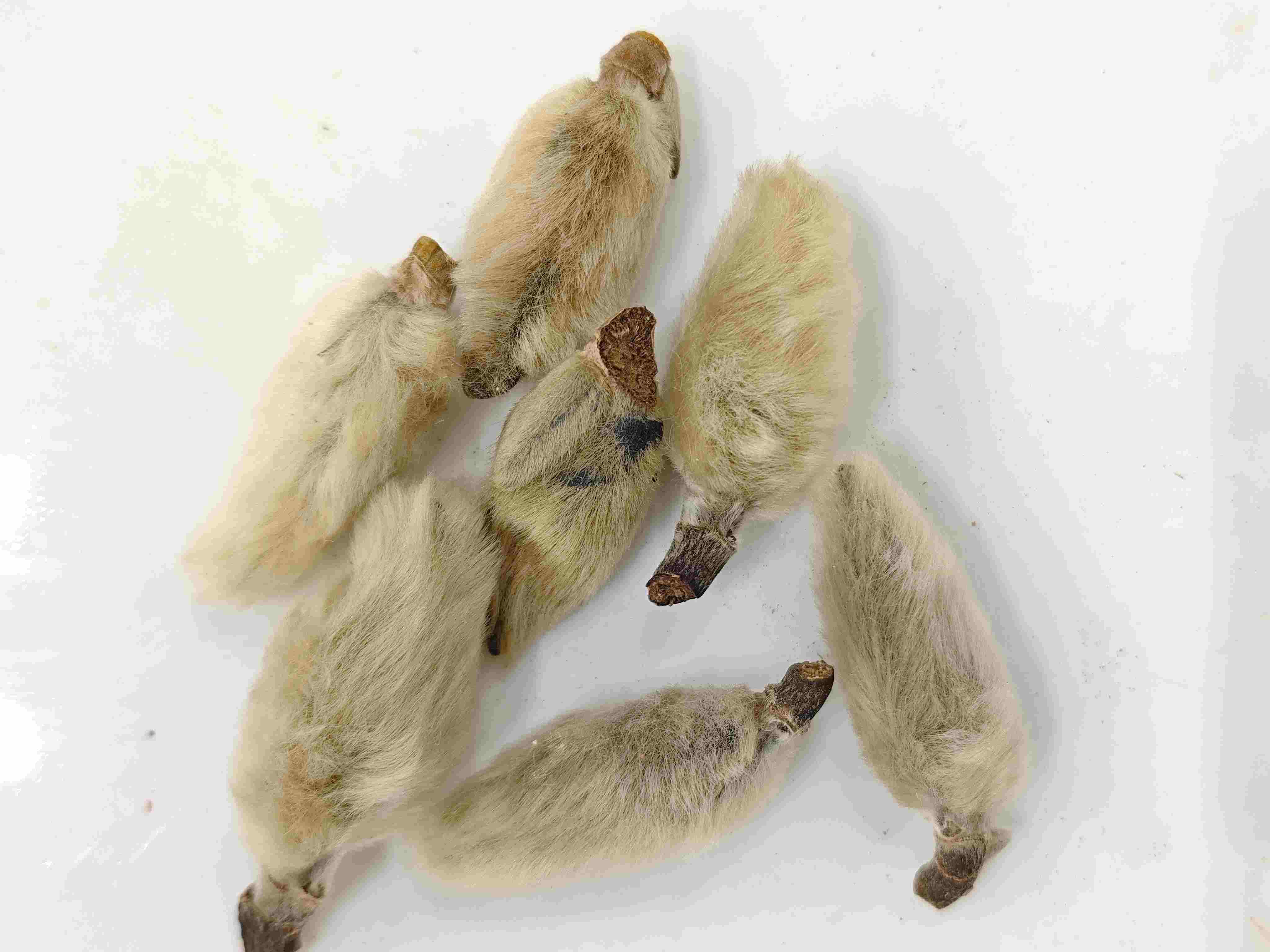 Magnolia Brots (xīnyí)