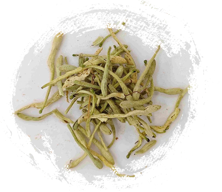 Flor de la madreselva (jīnyínhuā)